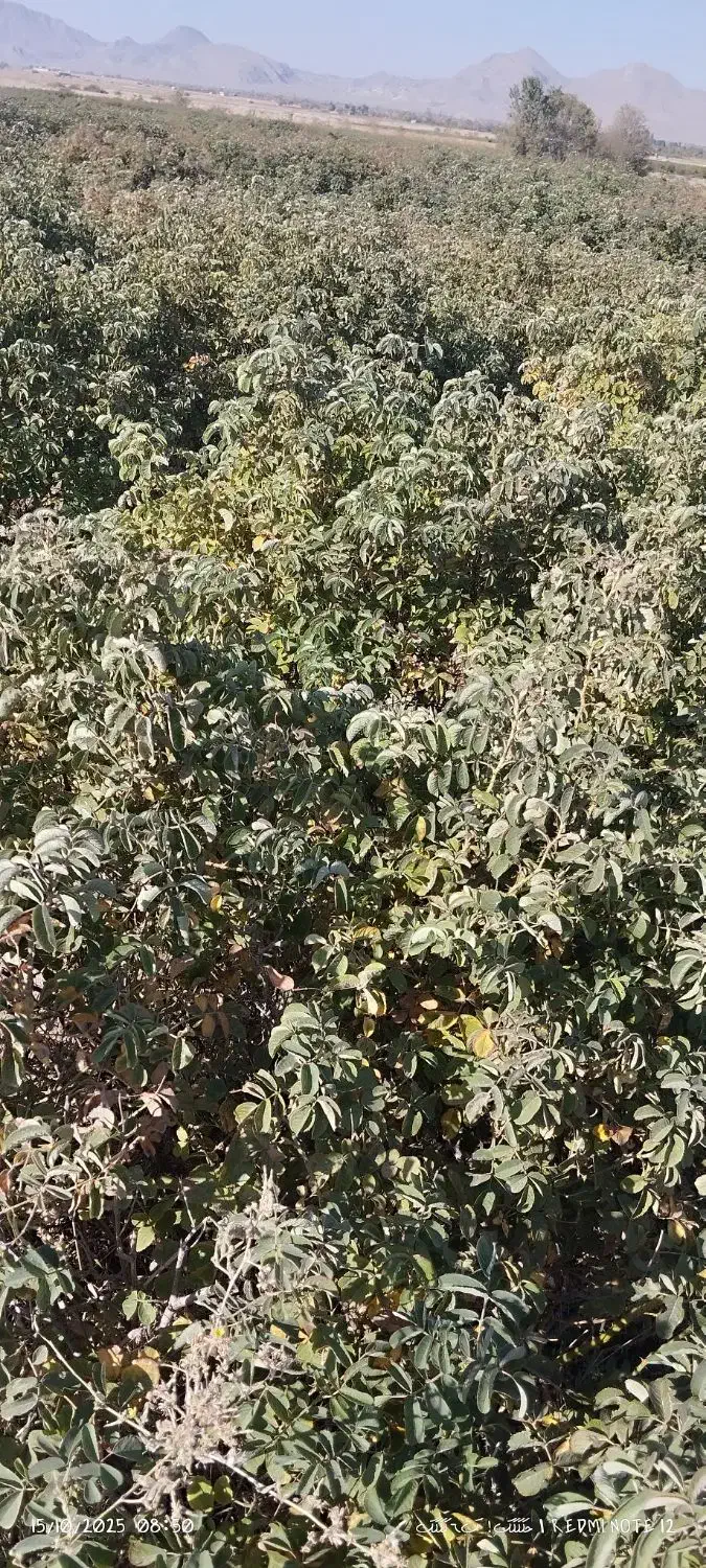 فروش پاجوش یانهال گل محمدی|گل و گیاه طبیعی|برزک, |دیوار