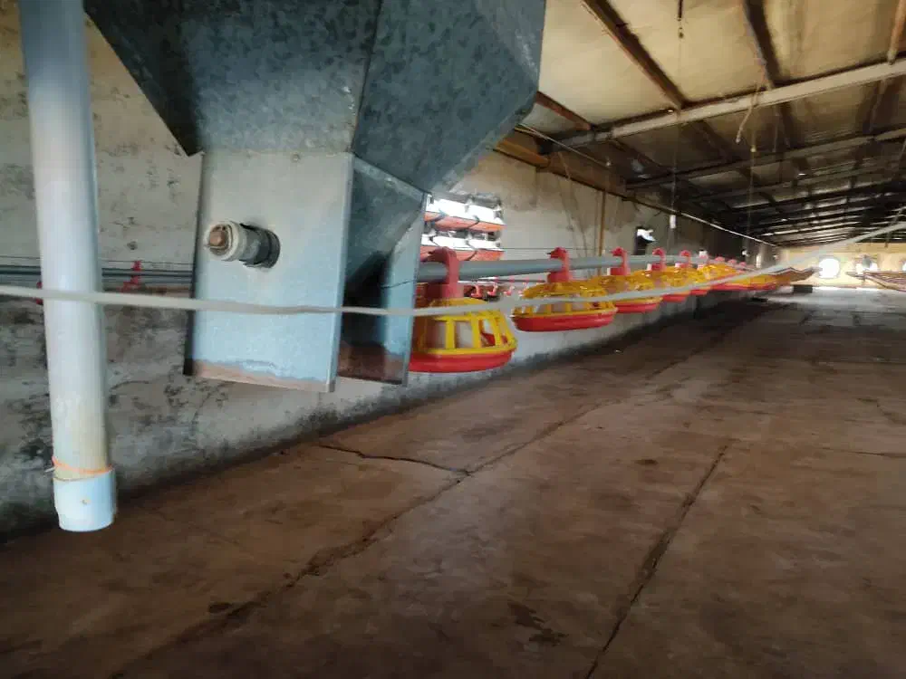 مرغداری گوشتی 24000 تایی|فروش دفتر صنعتی، کشاورزی، تجاری|تهران, سعیدآباد|دیوار