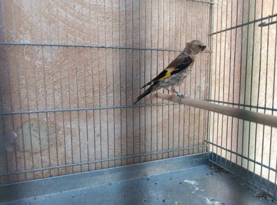 جوجه سهره نر متولد قفس|پرنده|پاکدشت, پاکدشت (مامازند)|دیوار