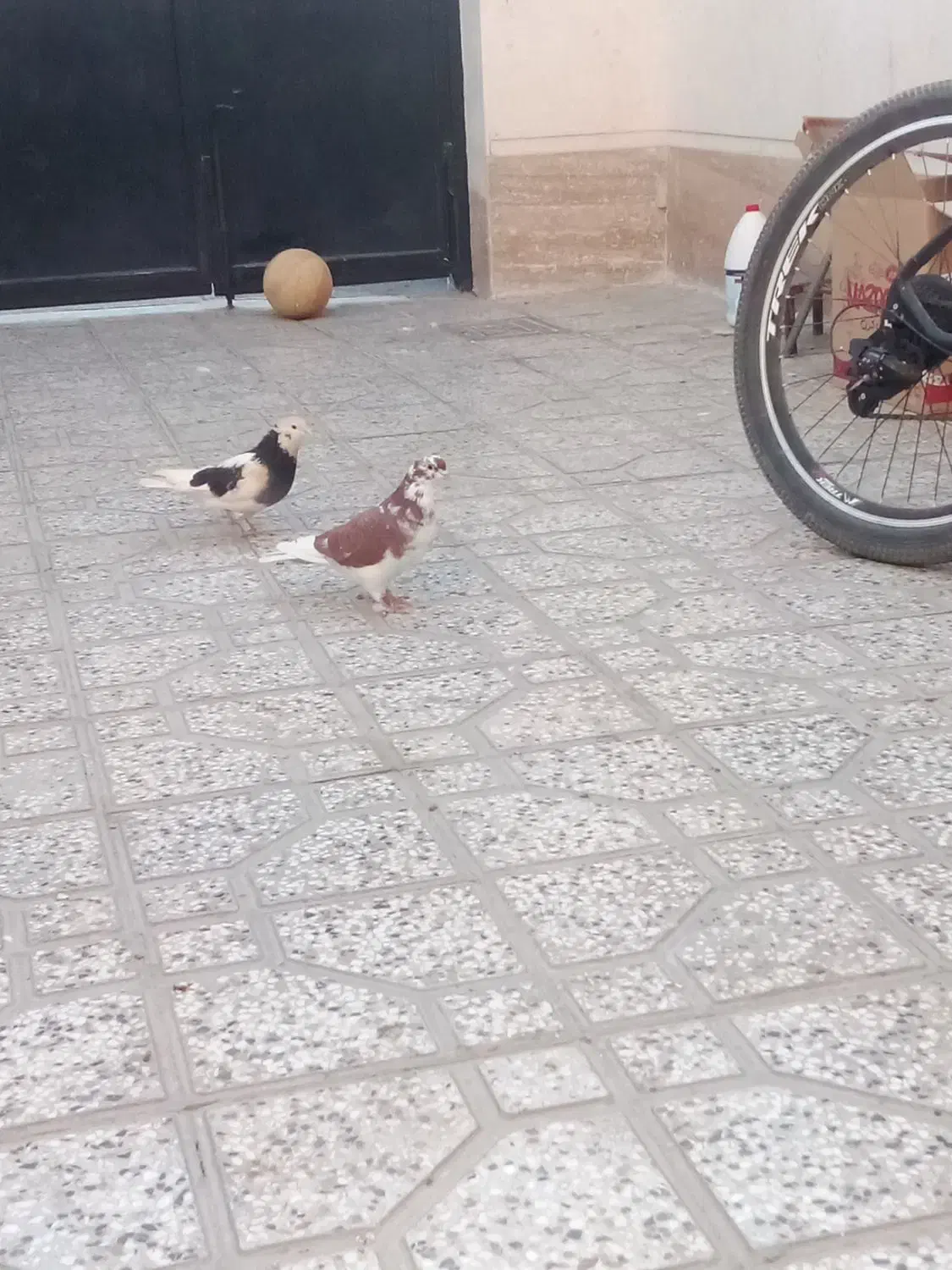 کفتر|پرنده|شاهرود, |دیوار