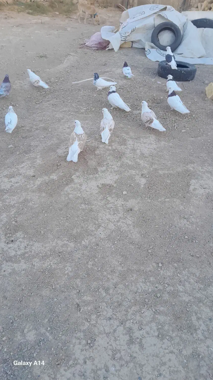 کبوتر کفتر|پرنده|سجاس رود, |دیوار