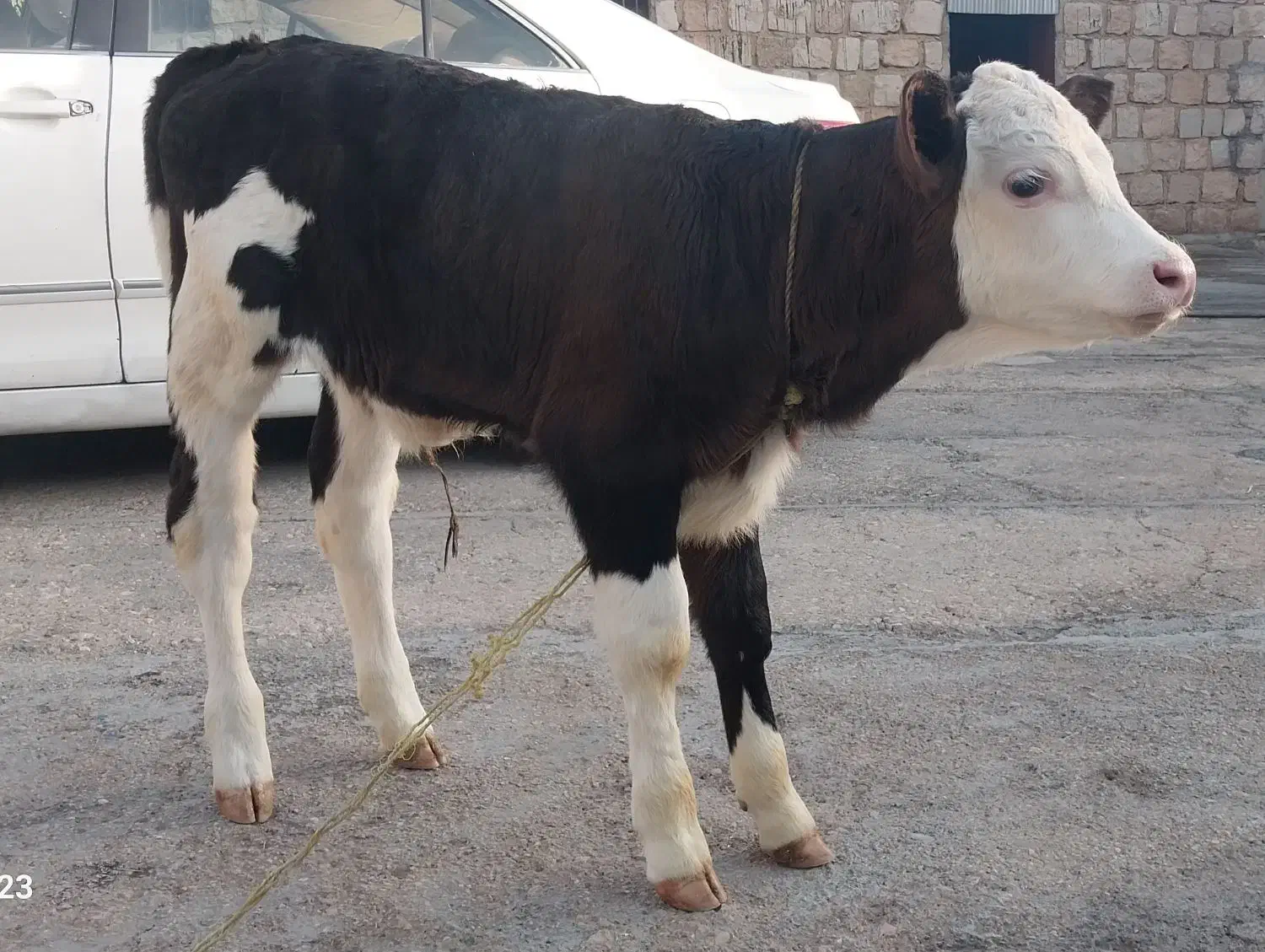 فروش گوساله ماده|حیوانات مزرعه|چرداول, |دیوار