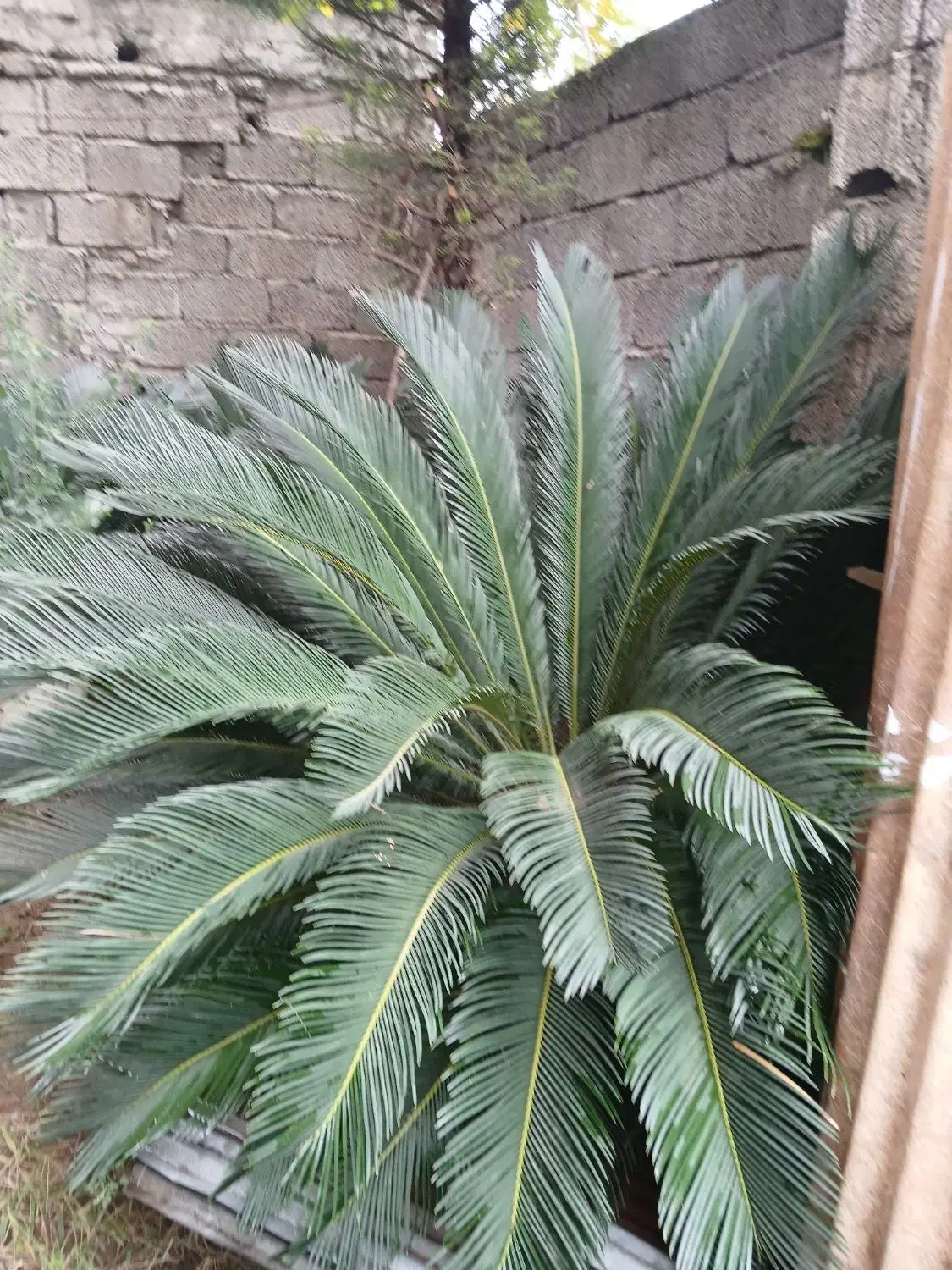 گل سیکاس ۱۵ ساله|گل و گیاه طبیعی|لاهیجان, حاجی آباد|دیوار