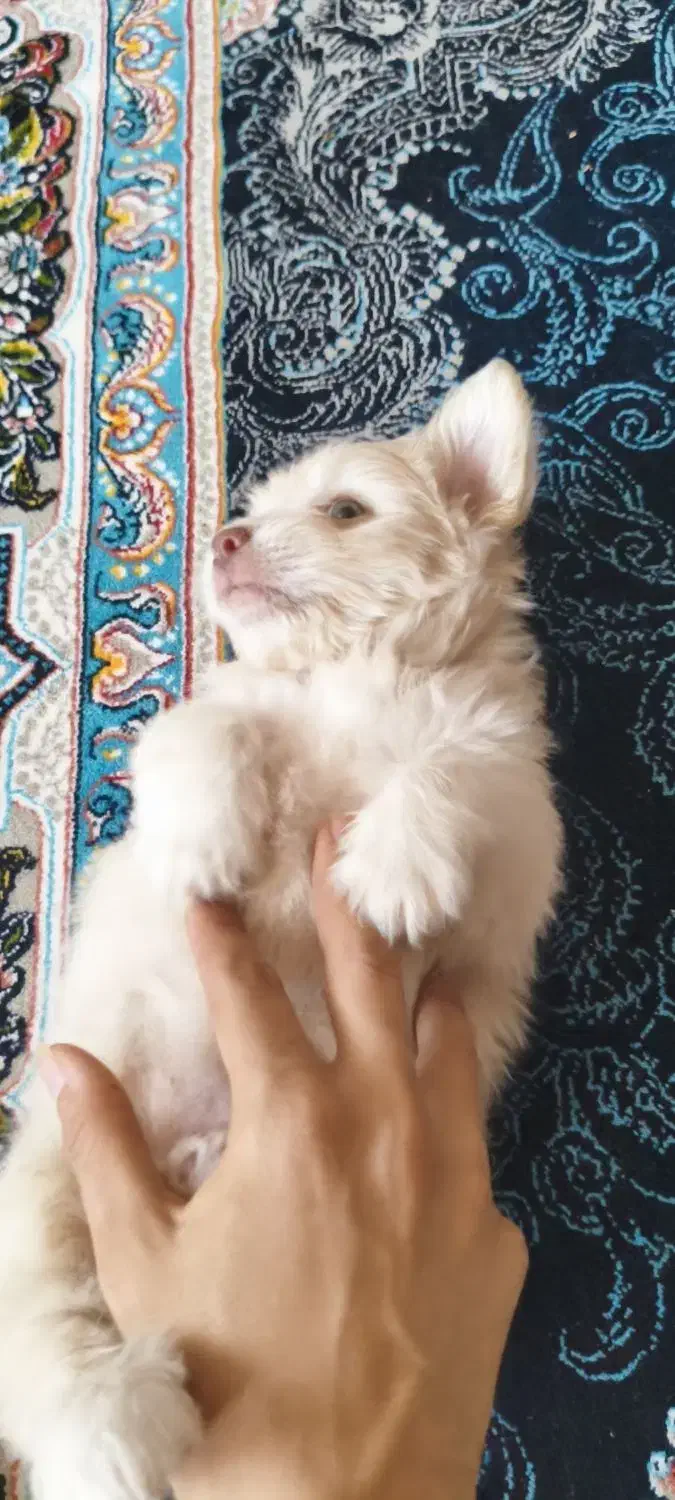 توله سگ شیتزو|سگ|شیراز, سینما سعدی|دیوار