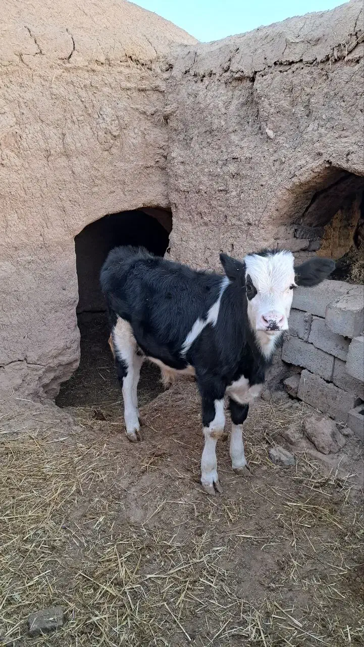 گوساله|حیوانات مزرعه|سده (خراسان جنوبی), |دیوار