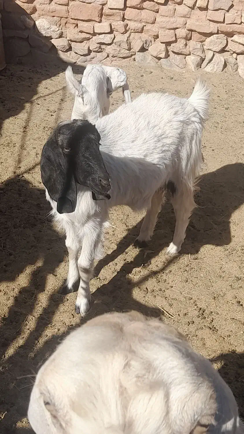 یک میش ماده|حیوانات مزرعه|خوسف, |دیوار