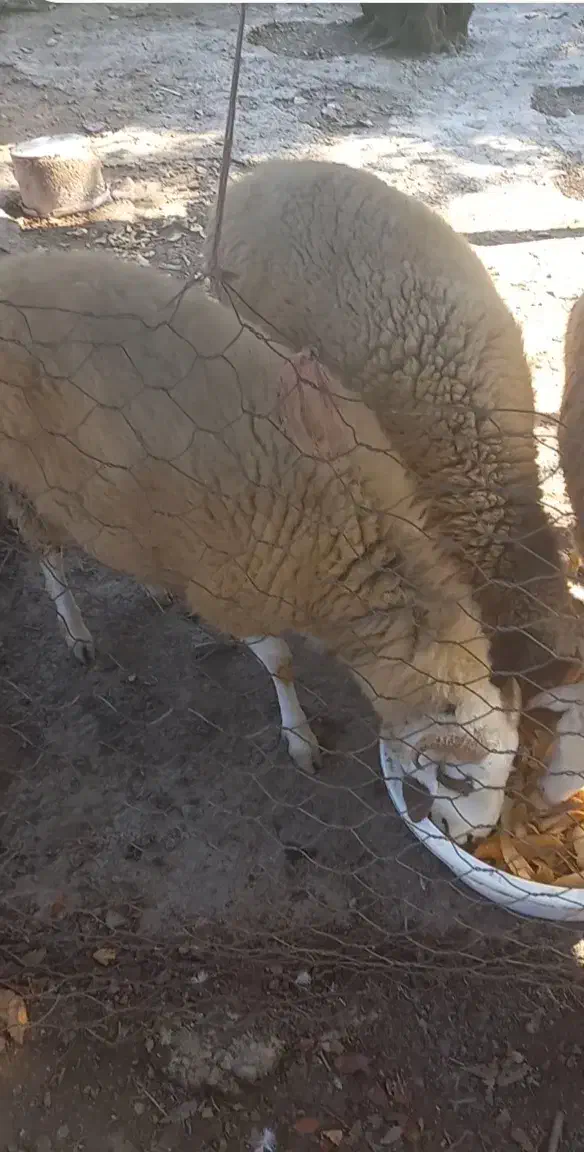 بره گوسفند نر و ماده|حیوانات مزرعه|فومن, |دیوار