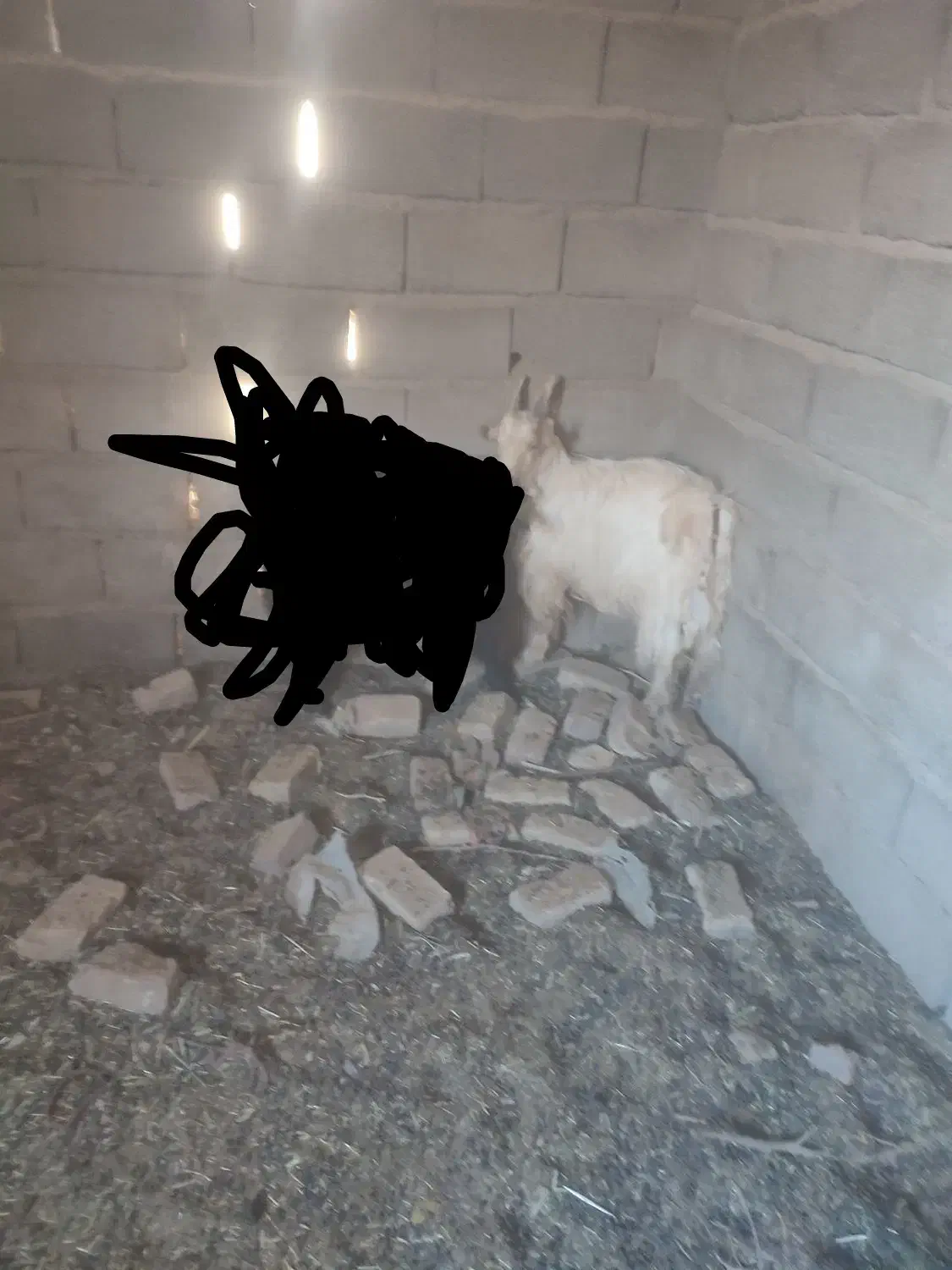 یک بزغاله نر امسالی|حیوانات مزرعه|قائن, |دیوار