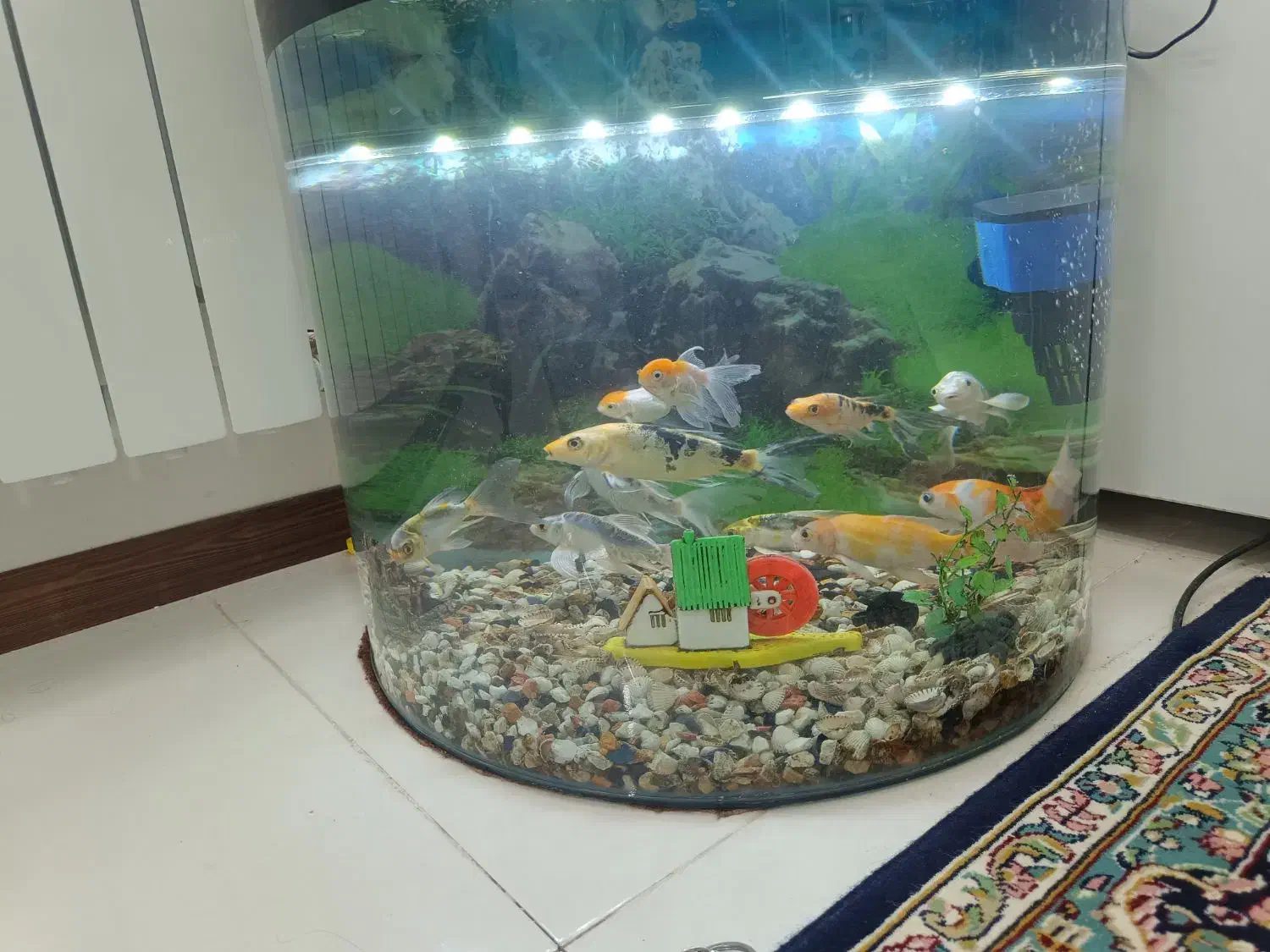 ماهی کوی به همراه آکواریم و لوازم|ماهی|پاکدشت, شهرک امام رضا|دیوار