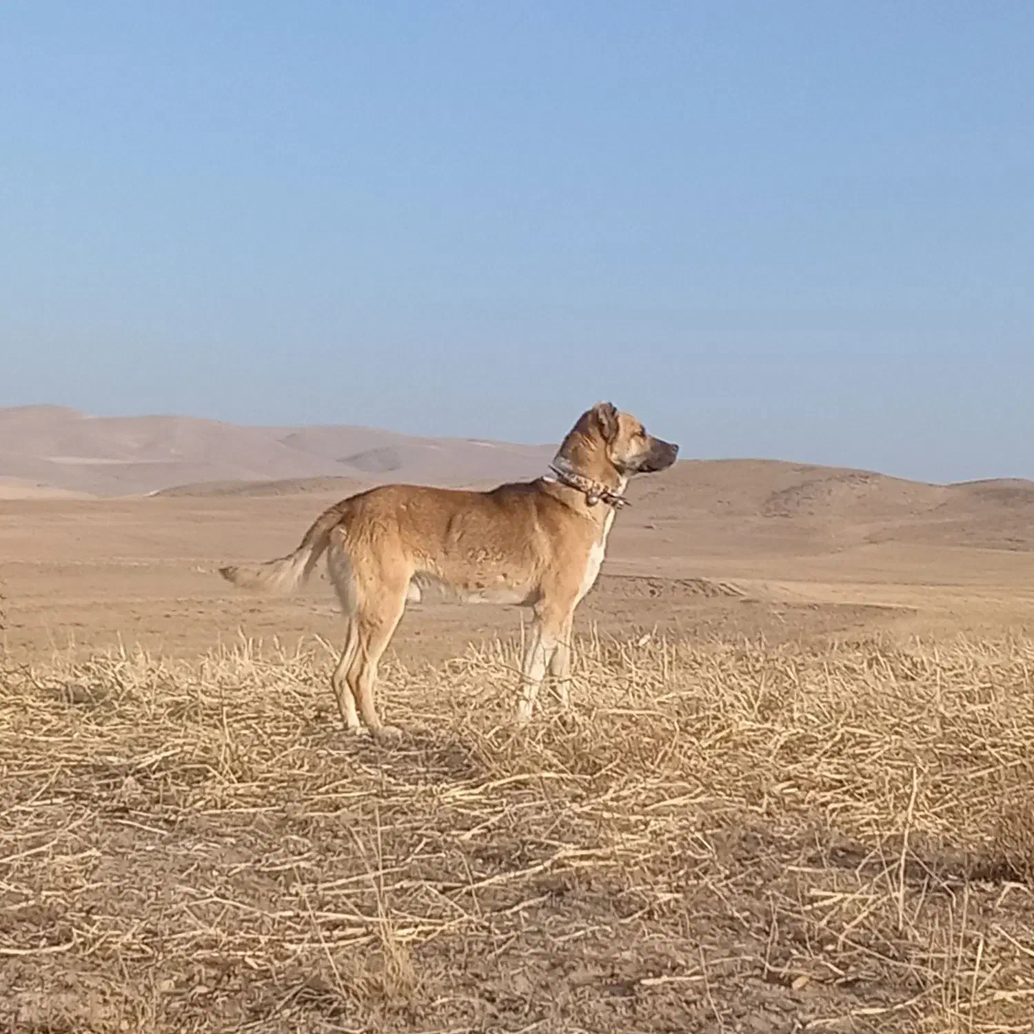 سگ قوچان|حیوانات|قوچان, |دیوار