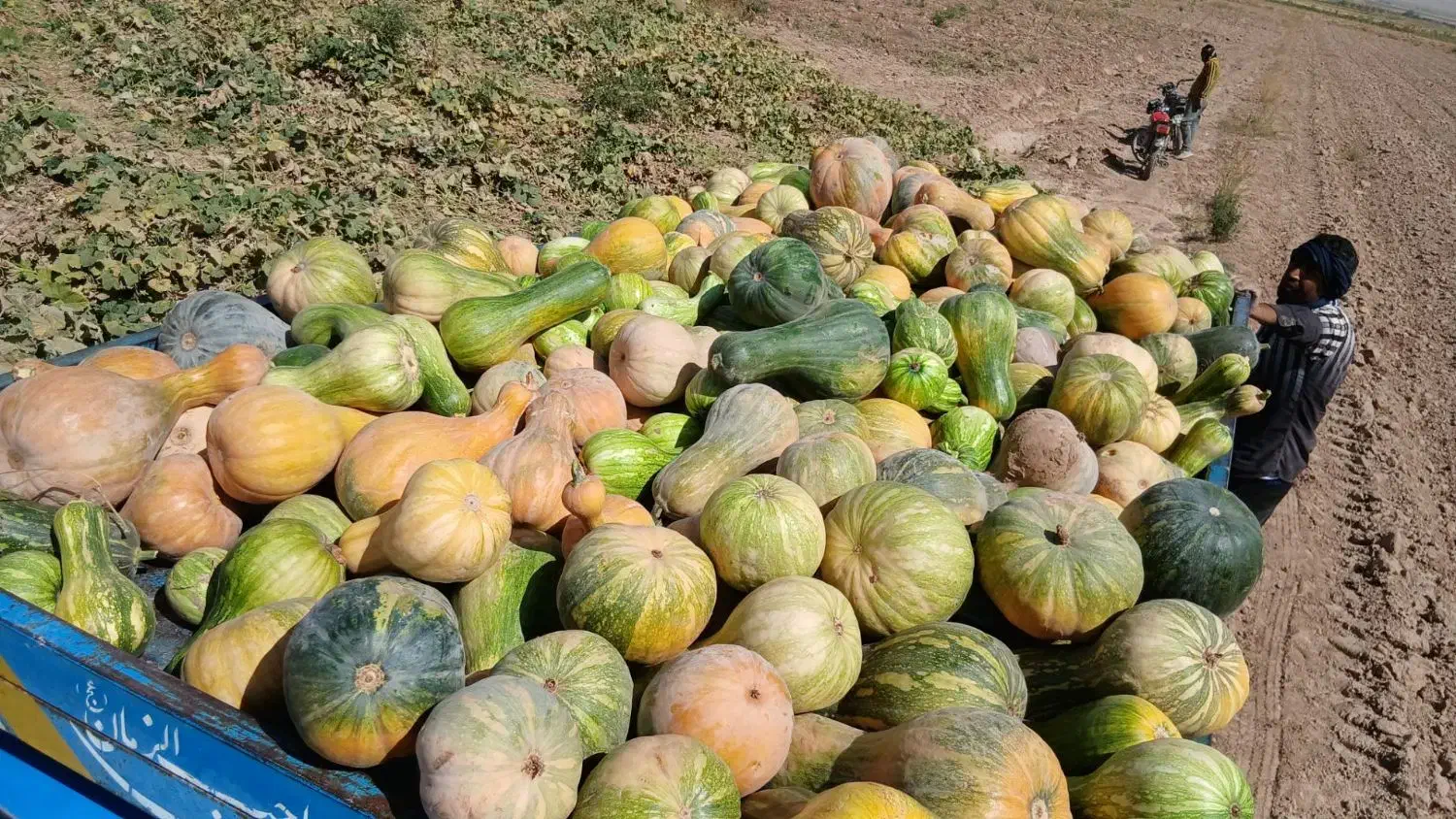 کدو گوسفندی|عمده‌فروشی|تربت جام, خیرآباد|دیوار