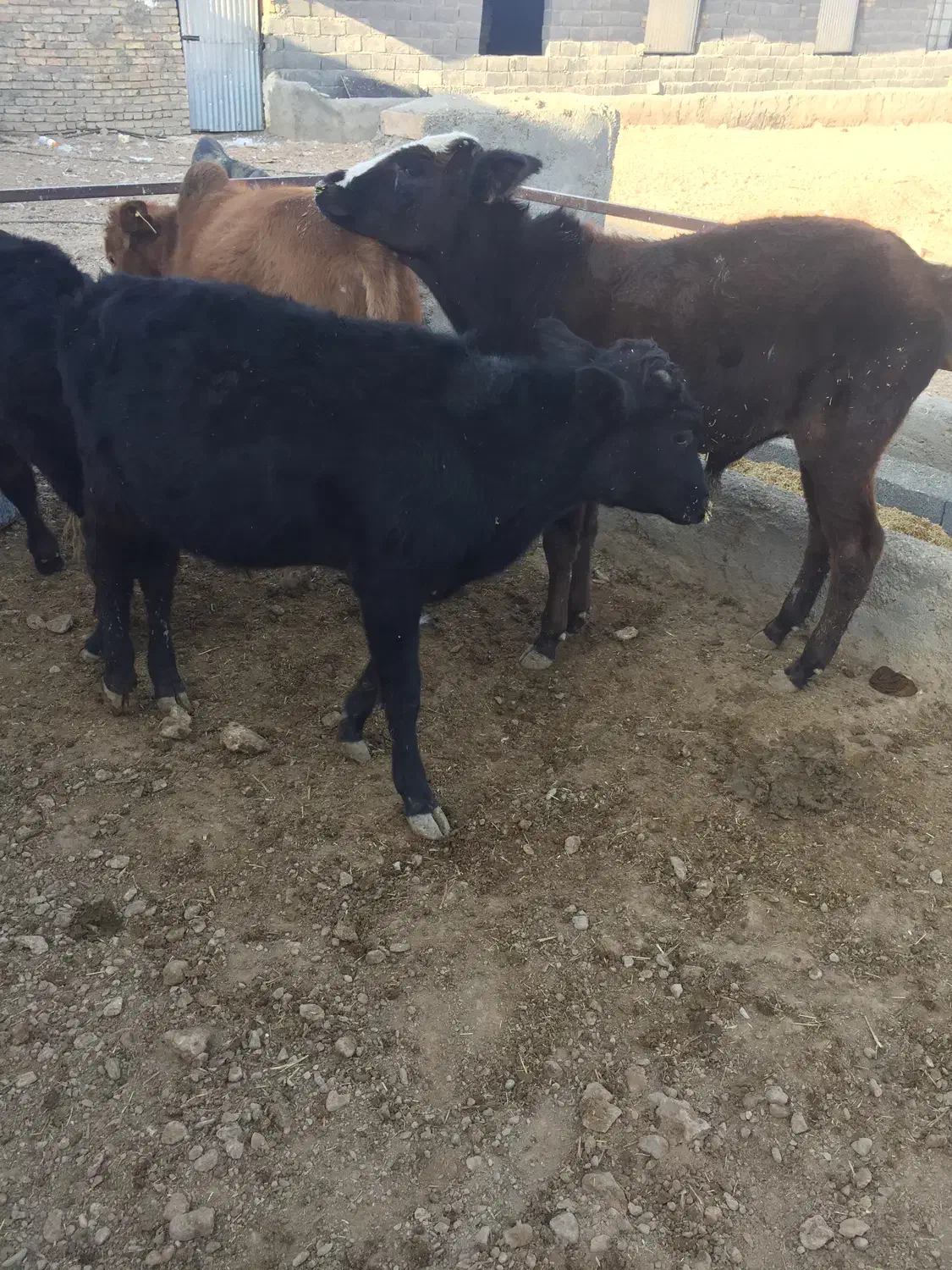 گوساله نر ۱۲۰کیلویی|حیوانات مزرعه|معصومیه, |دیوار