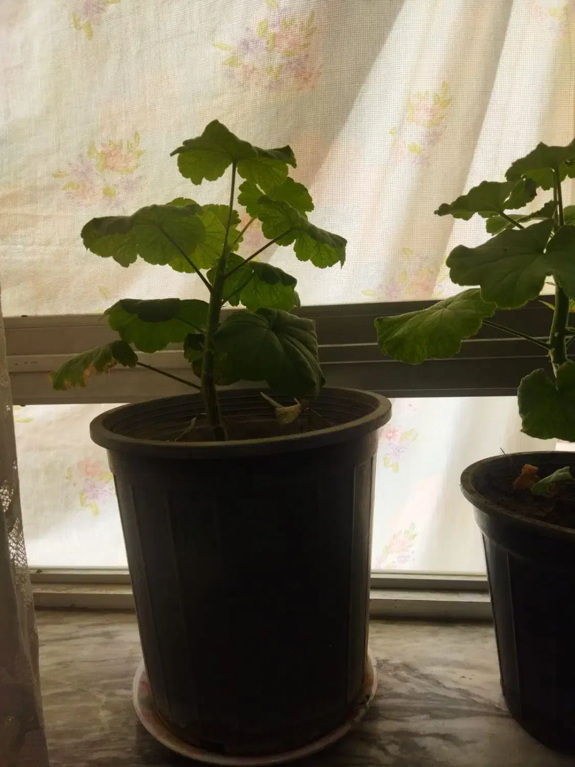 شمعدانی هلندی|گل و گیاه طبیعی|فولادشهر, فولادشهر|دیوار