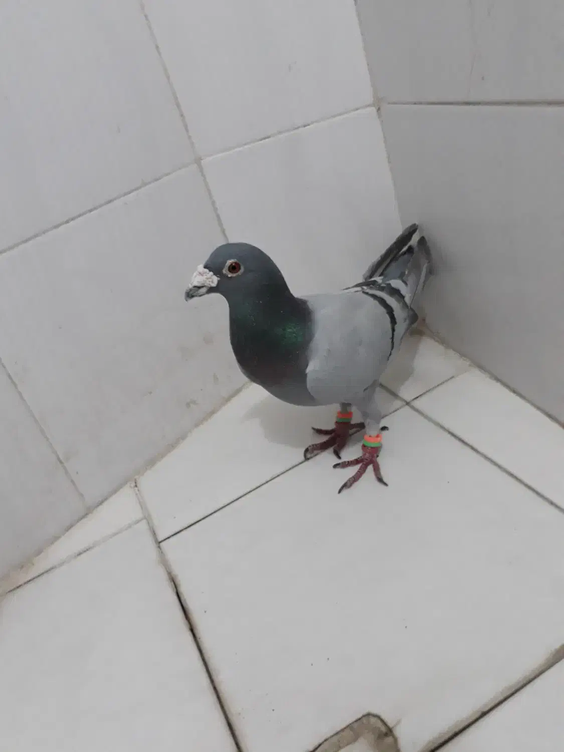 سبز ترکه|پرنده|مشهد, ویلاشهر|دیوار