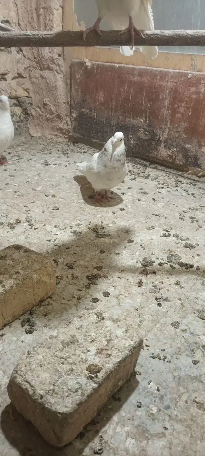 طوقی|پرنده|خمینیشهر, |دیوار