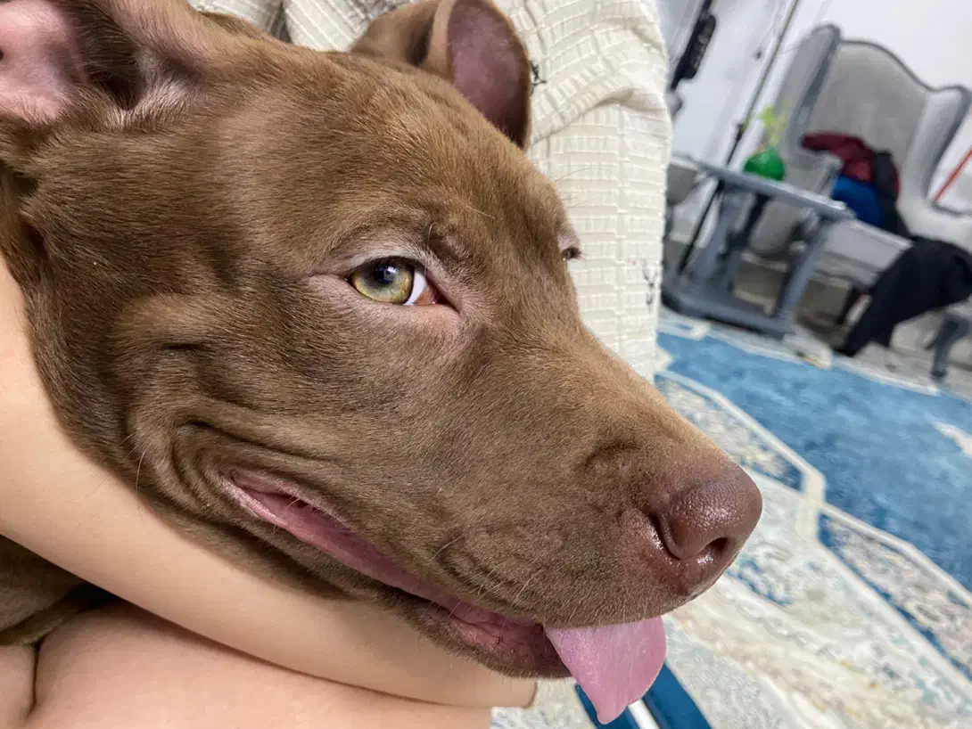 سگ بادیگارد|سگ|مشهد, حسین‌آباد|دیوار