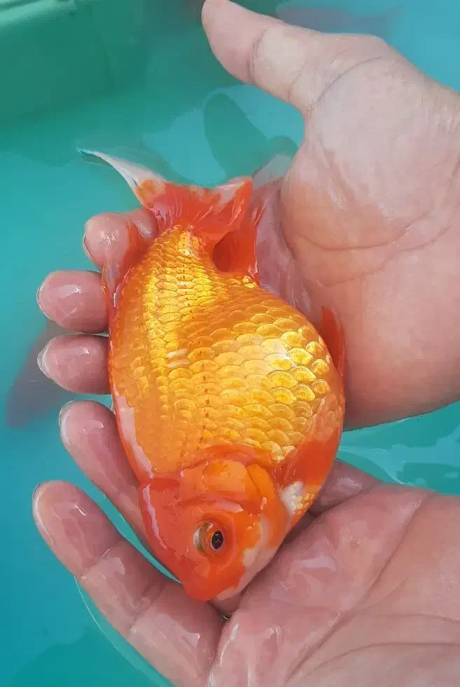 ماهی گلدفیش مولد درشت زیبا و کوی|ماهی|اصفهان, همدانیان|دیوار