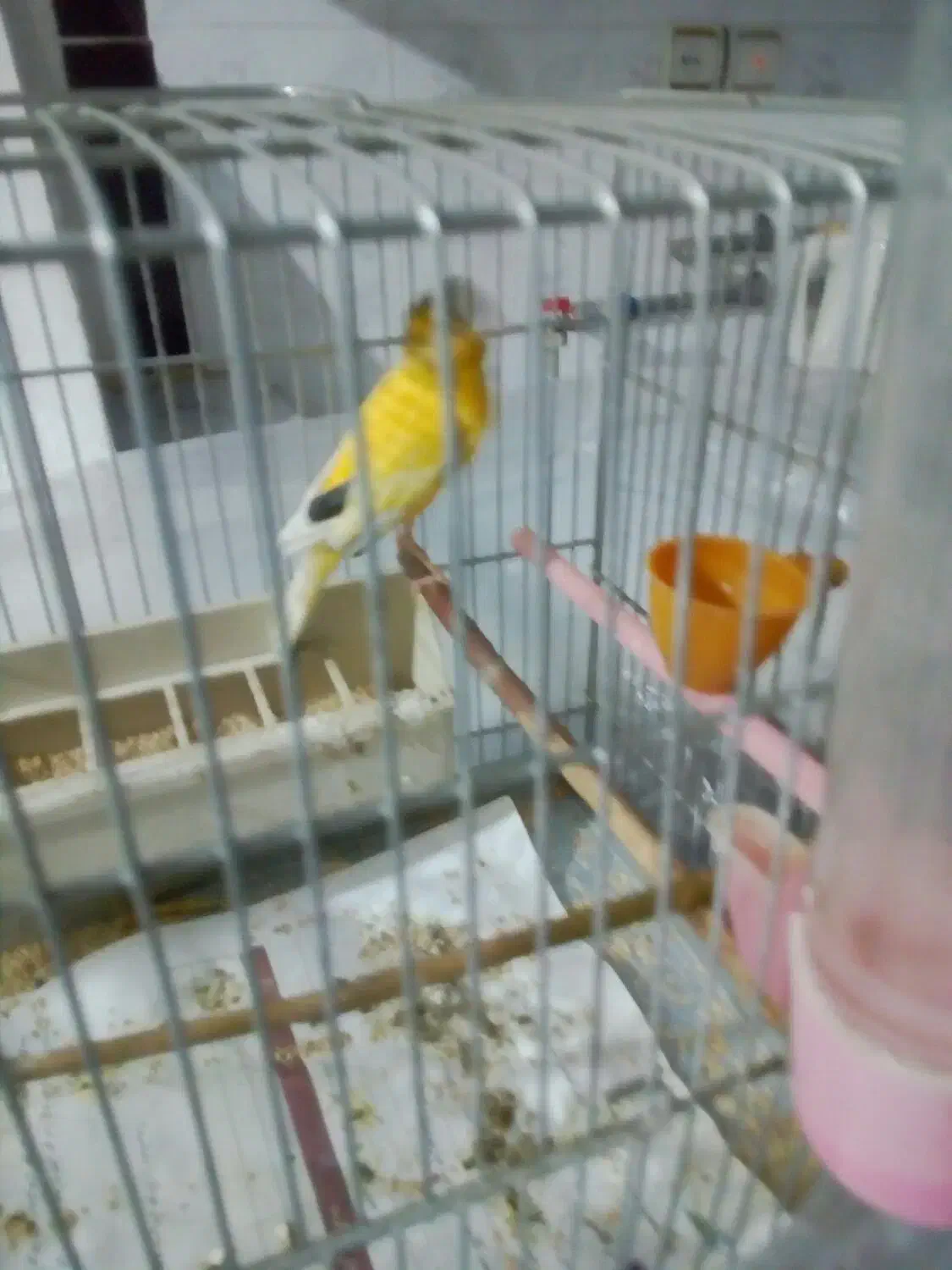 قناری نر مست مست|پرنده|بروجرد, |دیوار