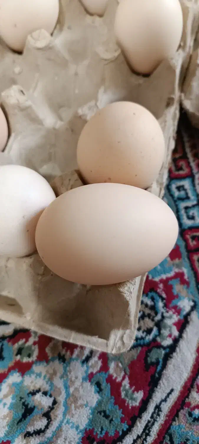 تخم مرغ محلی دوزرده تازه|خوردنی و آشامیدنی|کرمان, |دیوار