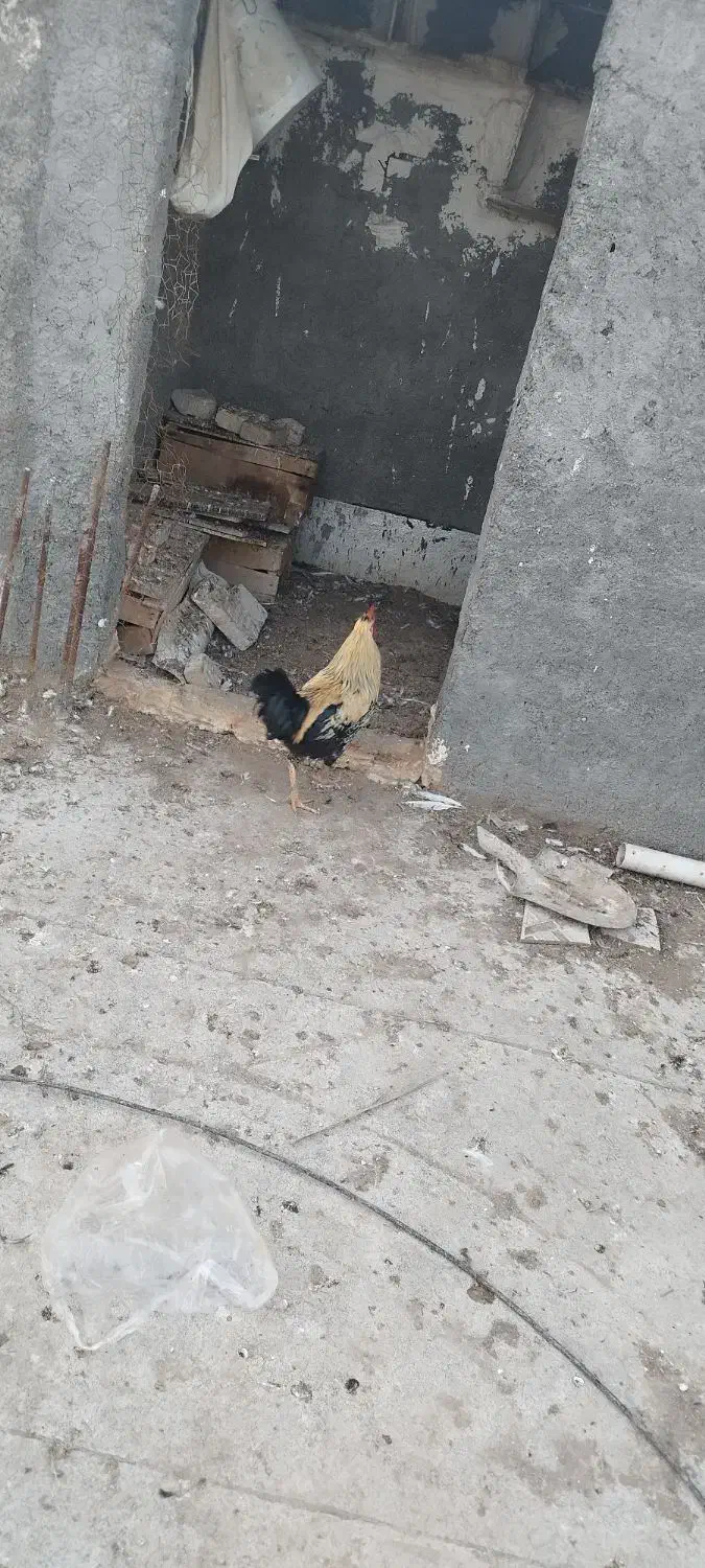 خروس|حیوانات مزرعه|بندر امام خمینی, |دیوار