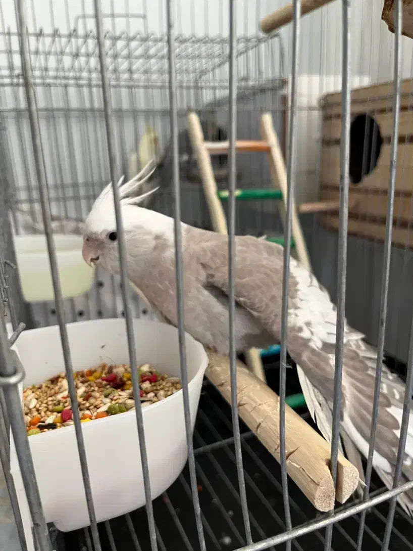 ی جفت عروس البینو ودوکت|پرنده|نسیم‌شهر, |دیوار