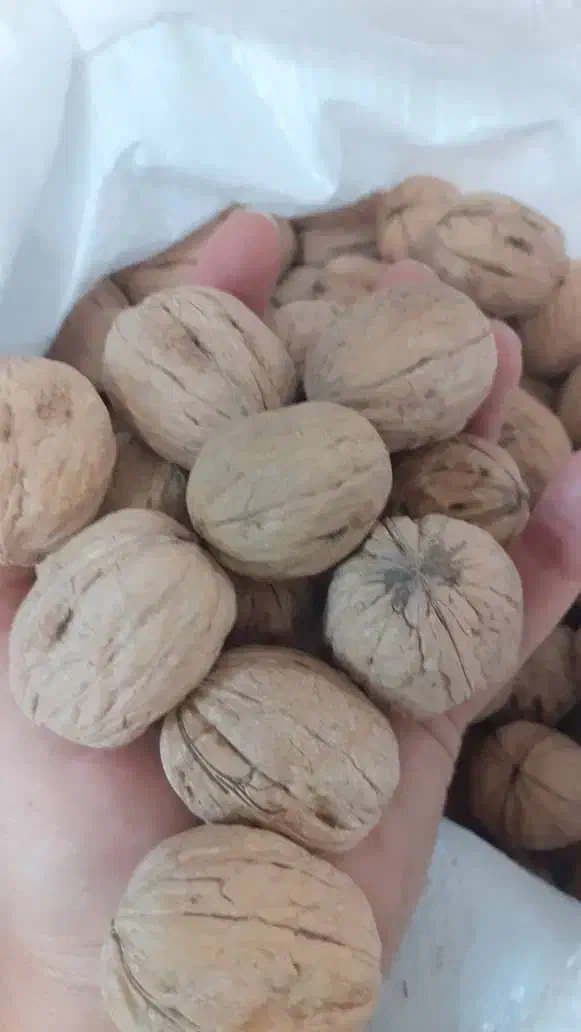 گردو بومی|خوردنی و آشامیدنی|فولادشهر, فولادشهر|دیوار