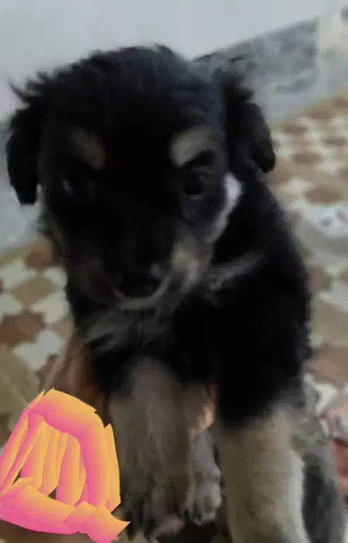 فروش سگ|سگ|چمران, |دیوار