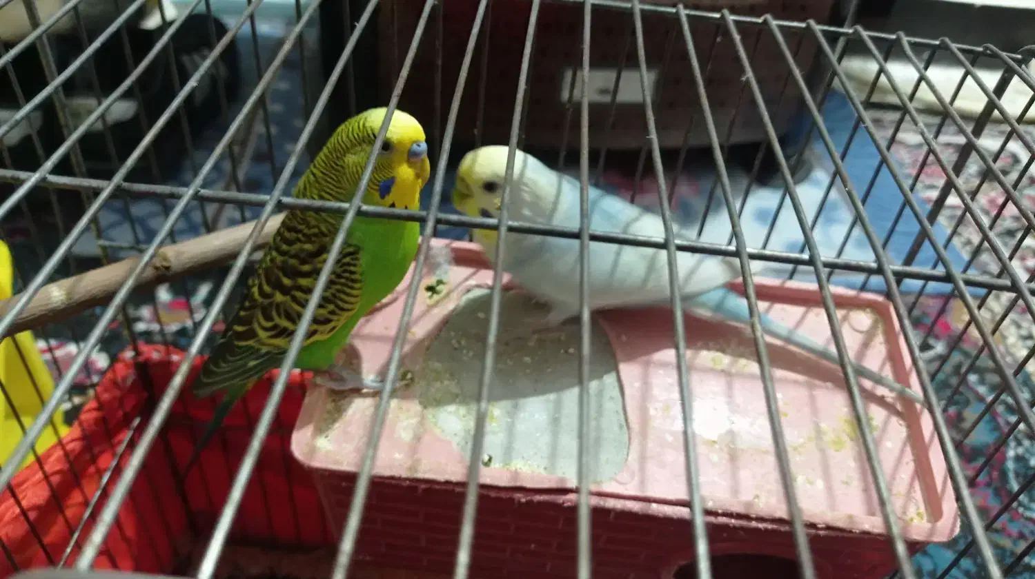 مرغ عشق مولد|پرنده|محمدشهر, محمدشهر|دیوار