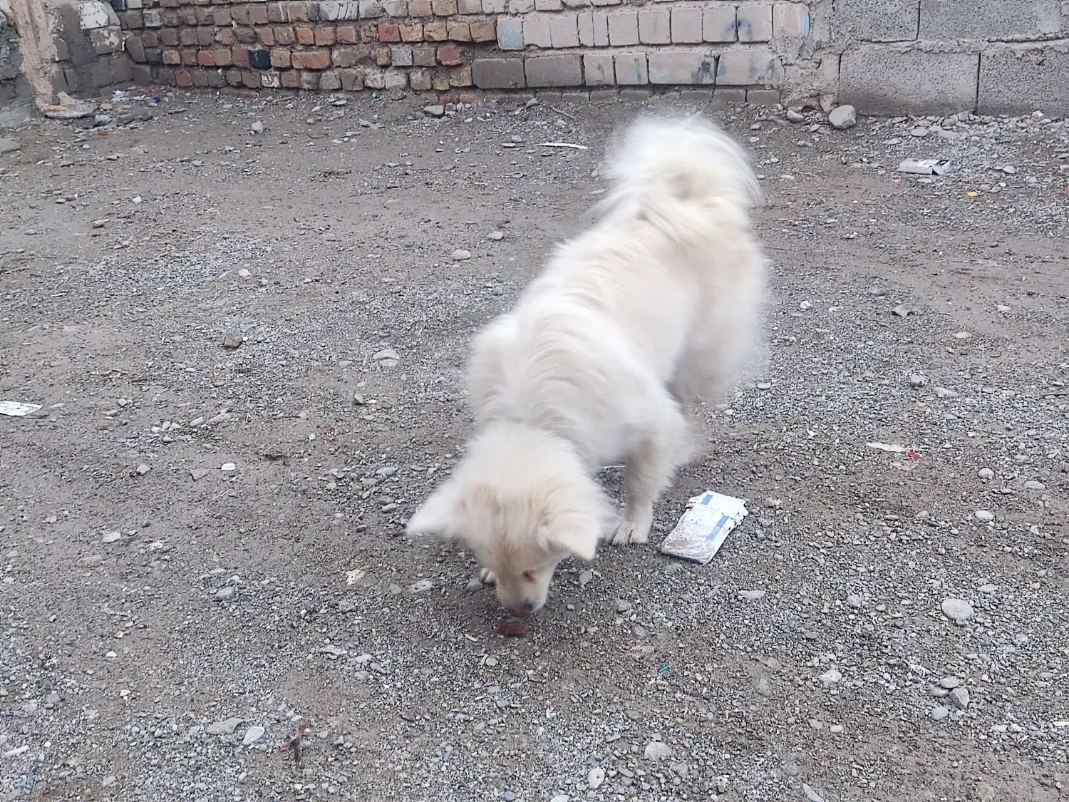 سگ پاکوتاه فروشی|سگ|ایرانشهر, |دیوار