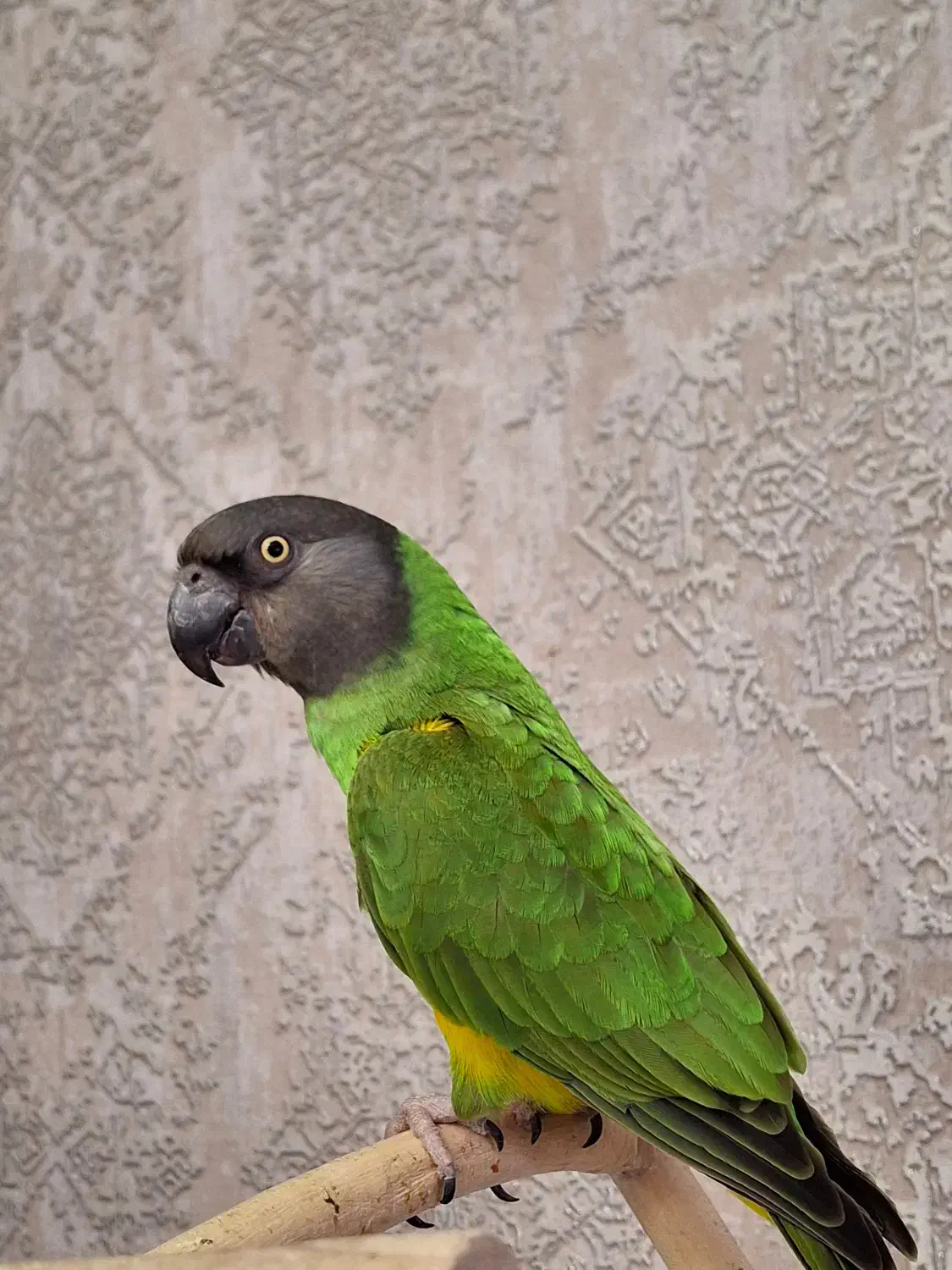 طوطی سنگال نر دستی|پرنده|تهران, چیتگر جنوبی|دیوار