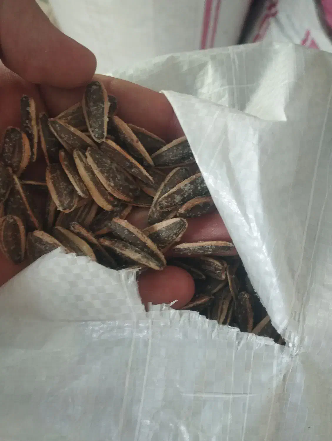 تخمه خوی|عمده‌فروشی|ارس, |دیوار