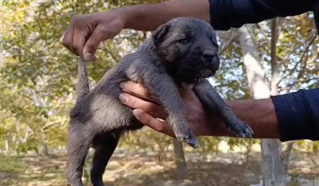 تو سگ سرابی شجره دار|سگ|رشت, منظریه|دیوار