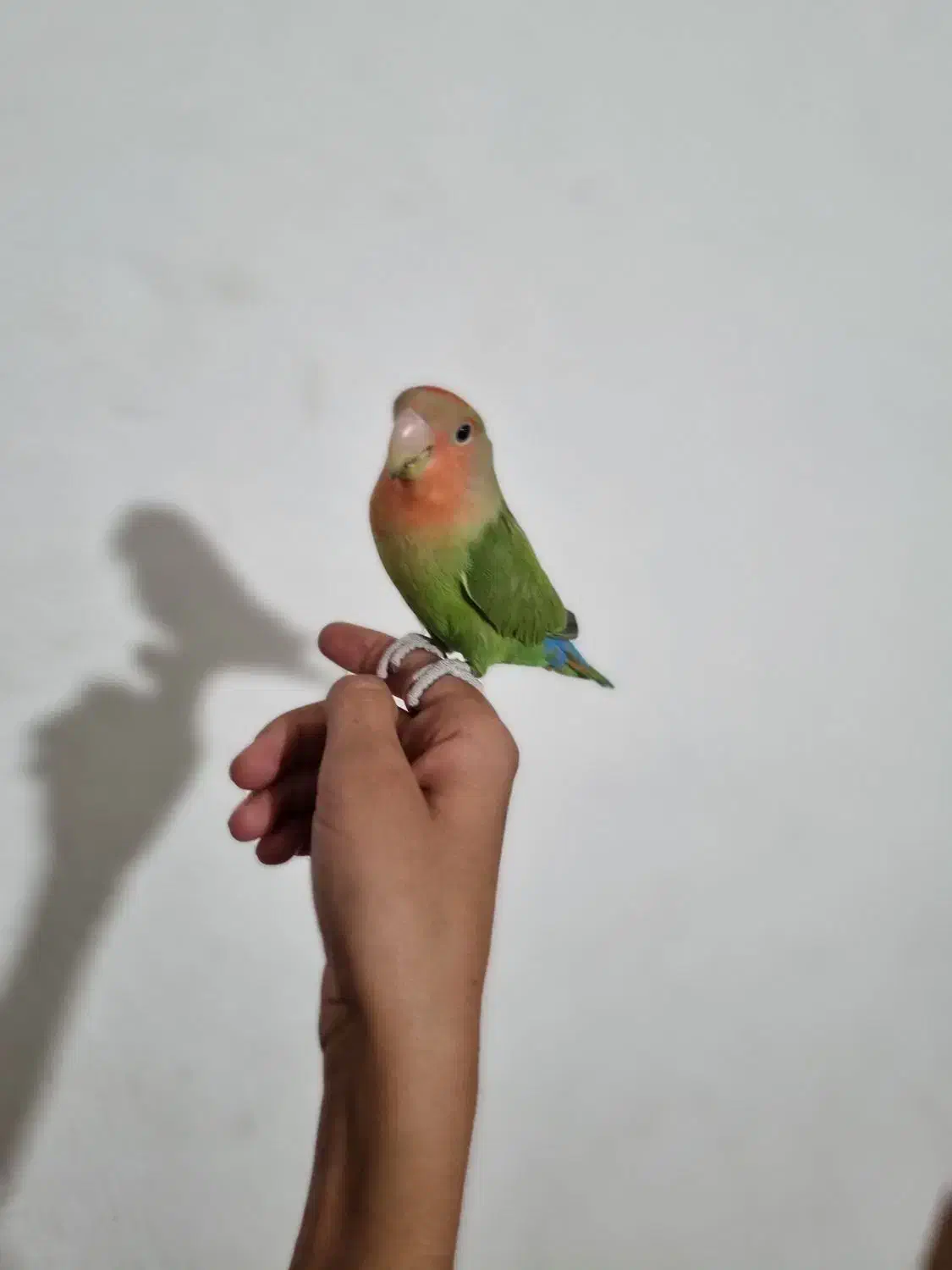 فروش جفت کوتوله فول رام و عروس هلندی دستی|پرنده|سیرجان, |دیوار