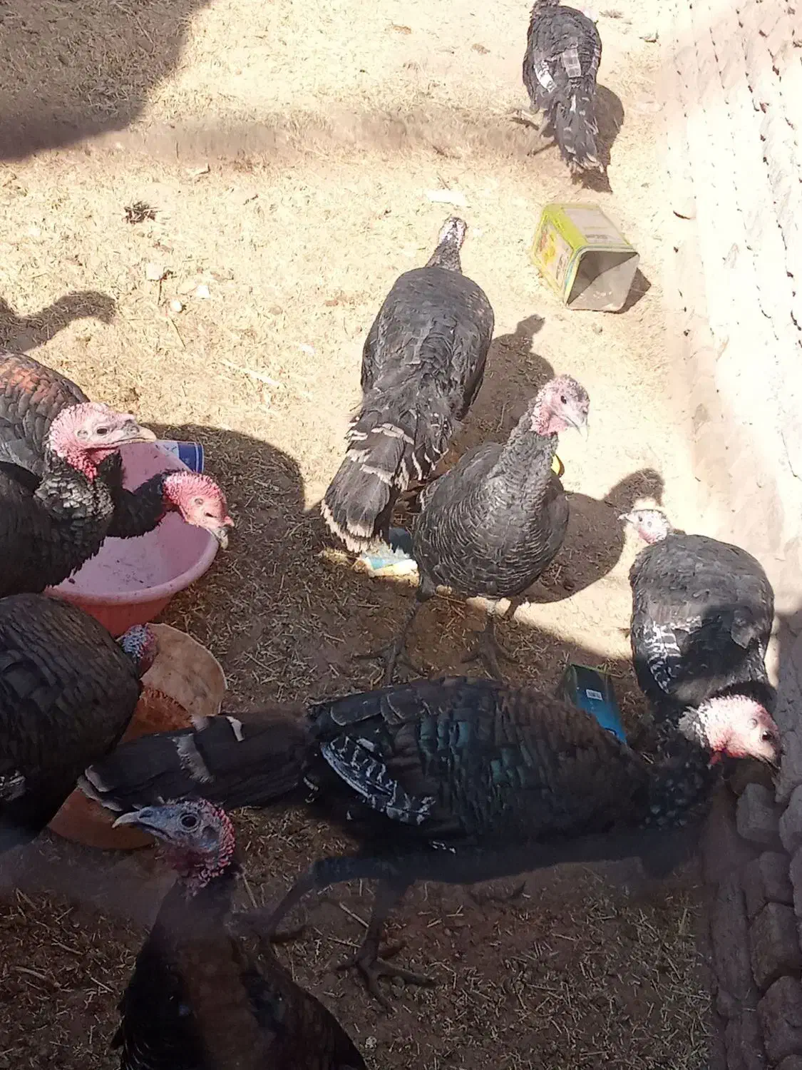 بوقلمون|حیوانات مزرعه|نیشابور, مازول|دیوار