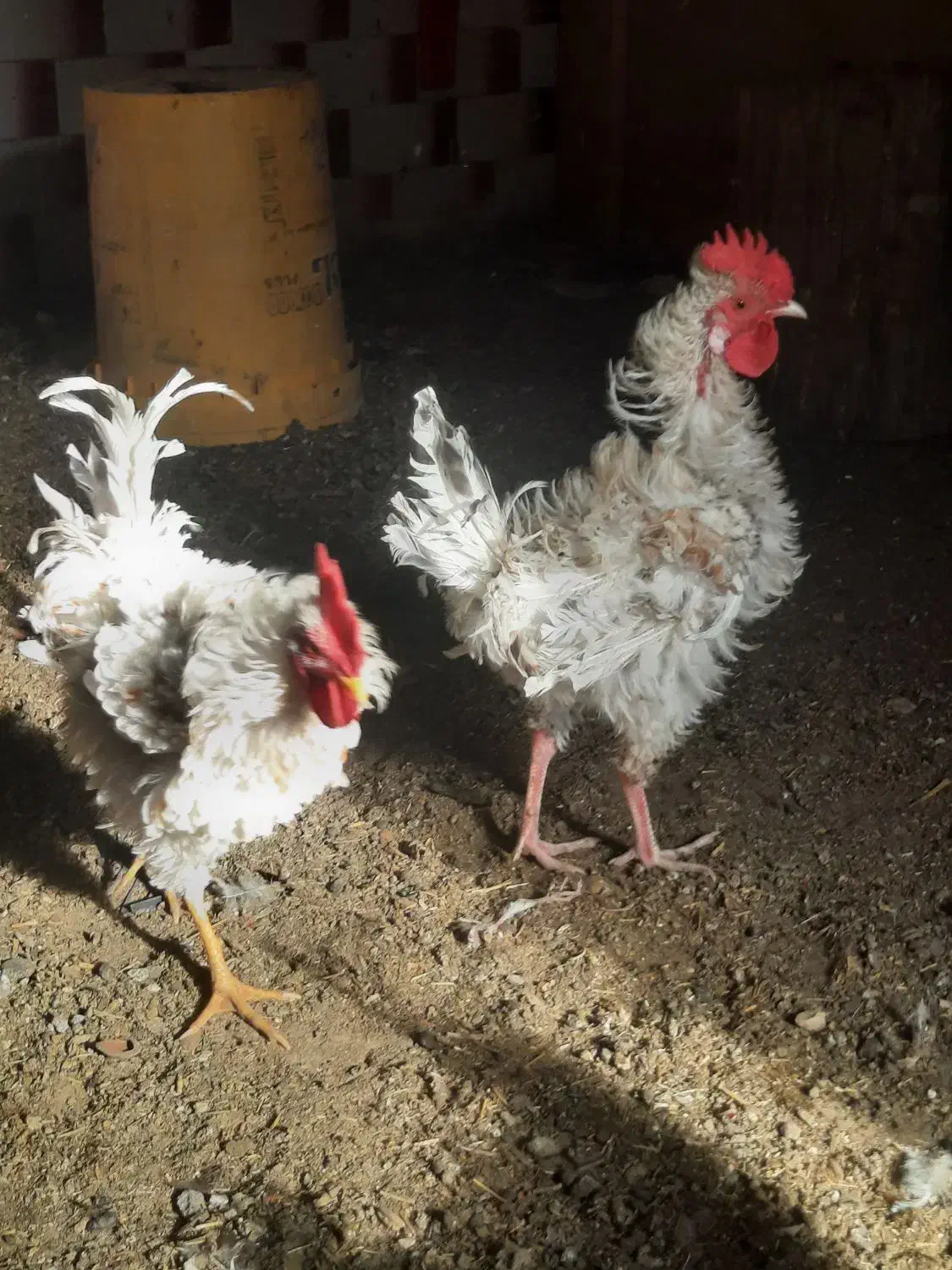 چندعددمرغ وخروس فرفری وساده درروستای گرگر|حیوانات مزرعه|چمران, |دیوار