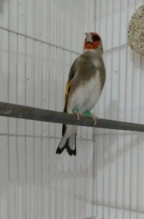 سرکرمانی|پرنده|قوچان, |دیوار