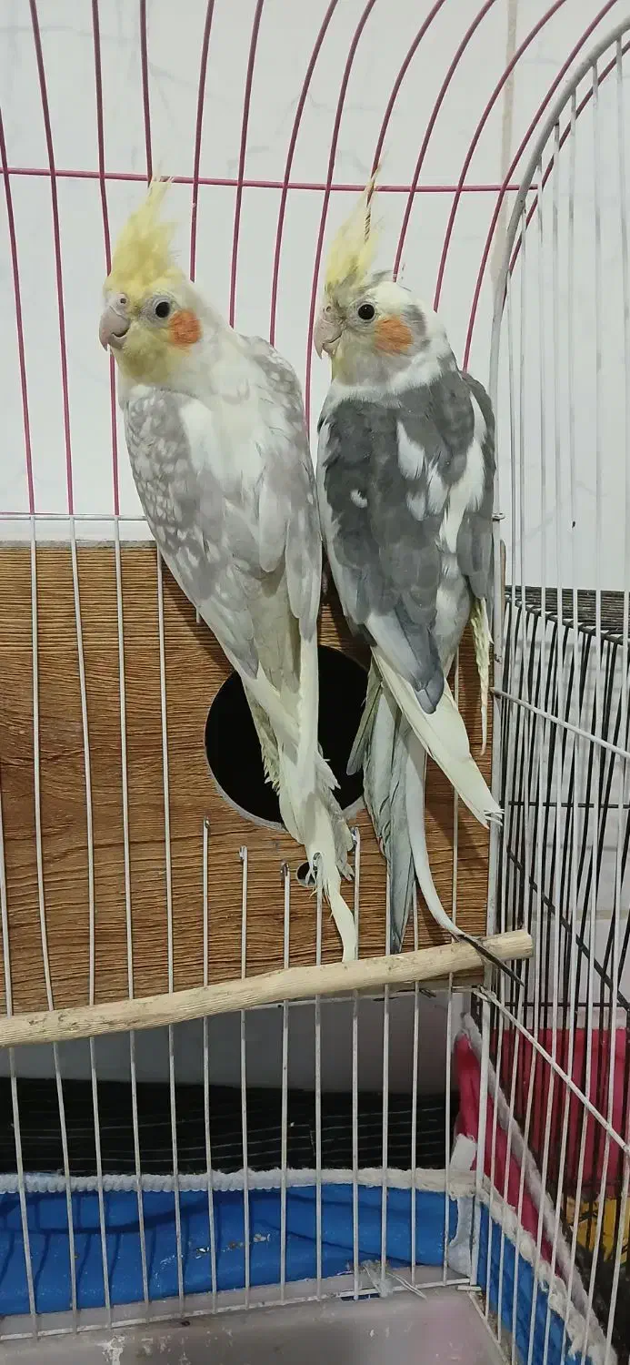 عروس هلندی|پرنده|زید آباد, |دیوار