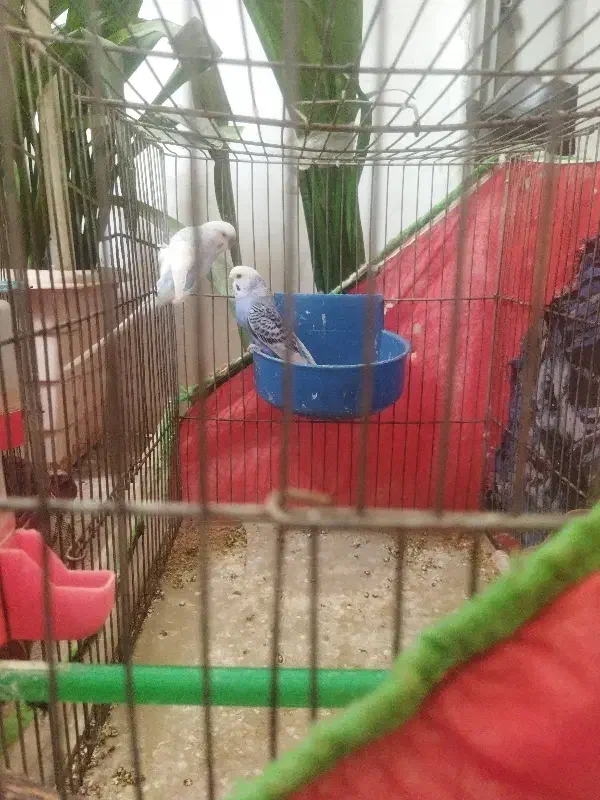 فروش پرنده|پرنده|اصفهان, فجر|دیوار