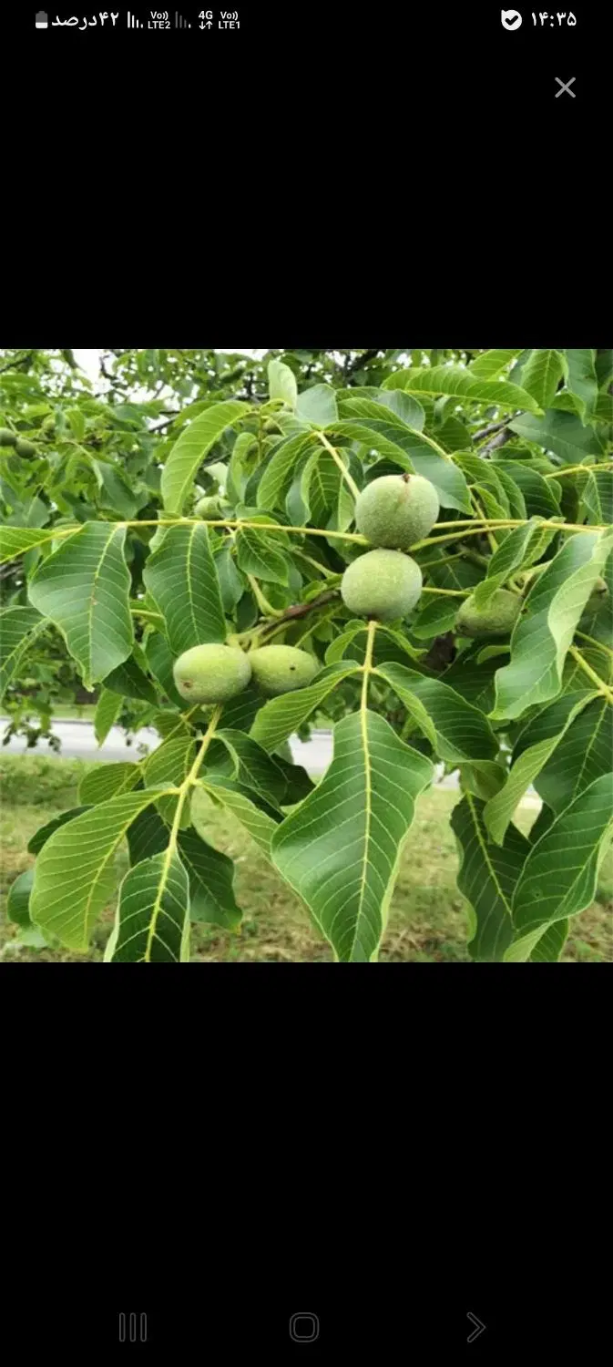 گردو|خدمات باغبانی و درختکاری|ارومیه, |دیوار
