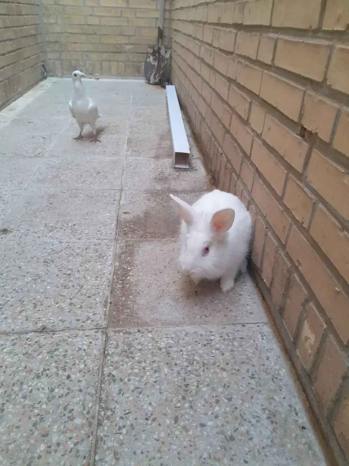 خرگوش سرحال و فرز|موش و خرگوش|شوشتر, |دیوار