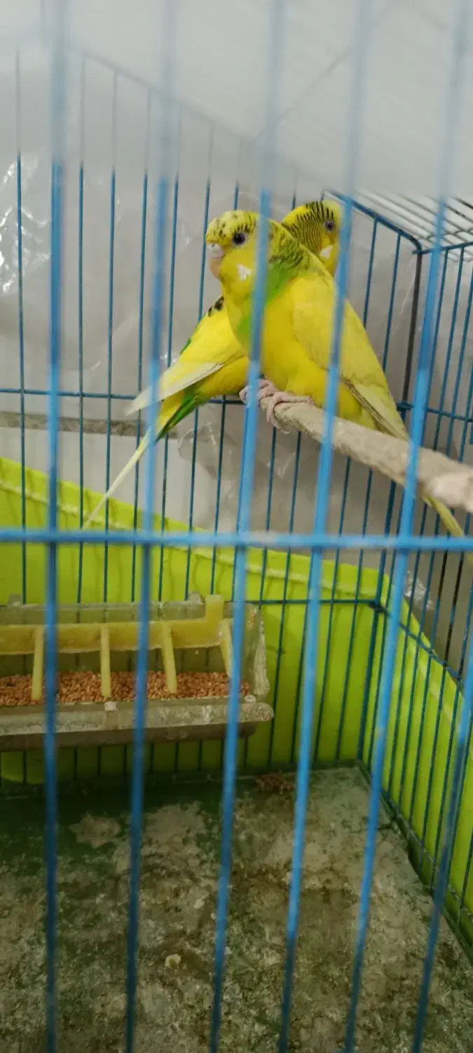 مرغ عشق|پرنده|تهران, شهرک صادقیه|دیوار