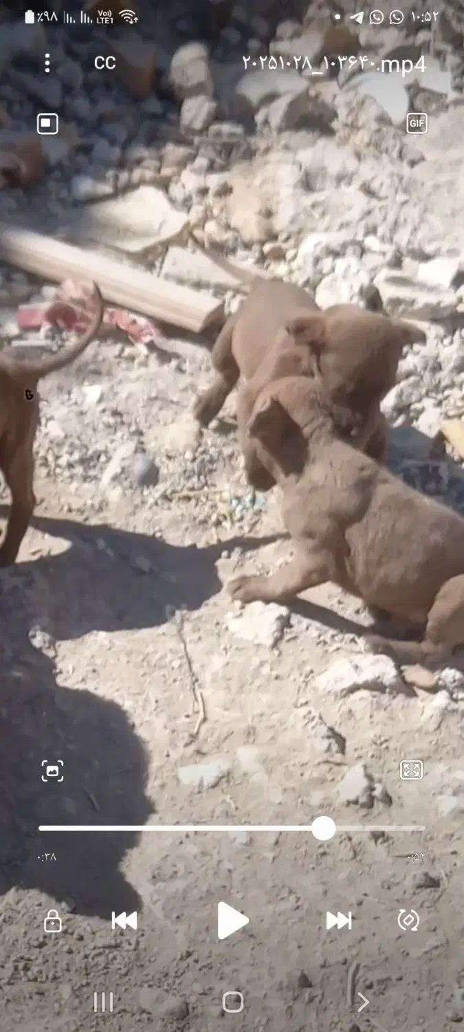 توله های پینبول خوش رنگ|سگ|اردبیل, |دیوار