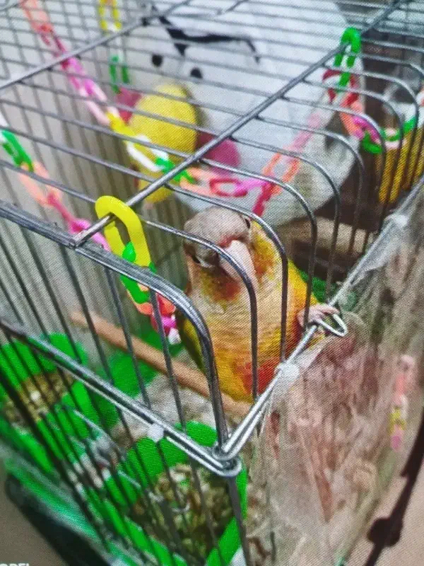 طوطی|پرنده|تهران, دهقان|دیوار