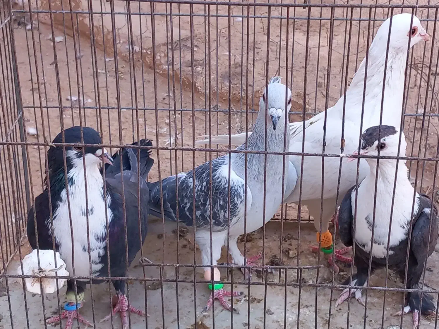 چهار تا کفتر شکار|پرنده|رفسنجان, |دیوار