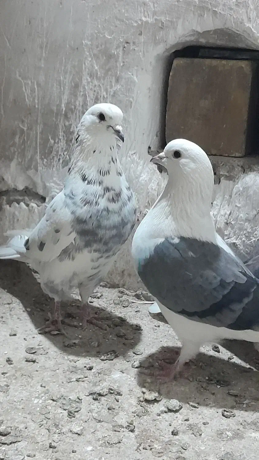 کبوتر پرشی ۴ عدد|پرنده|مشگین شهر, |دیوار