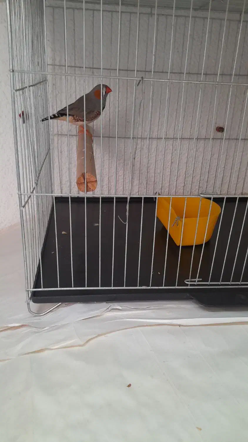 فروش یک جفت فنچ نرگسی و یک عدد سهره قناری ماده|پرنده|خرمدره, |دیوار