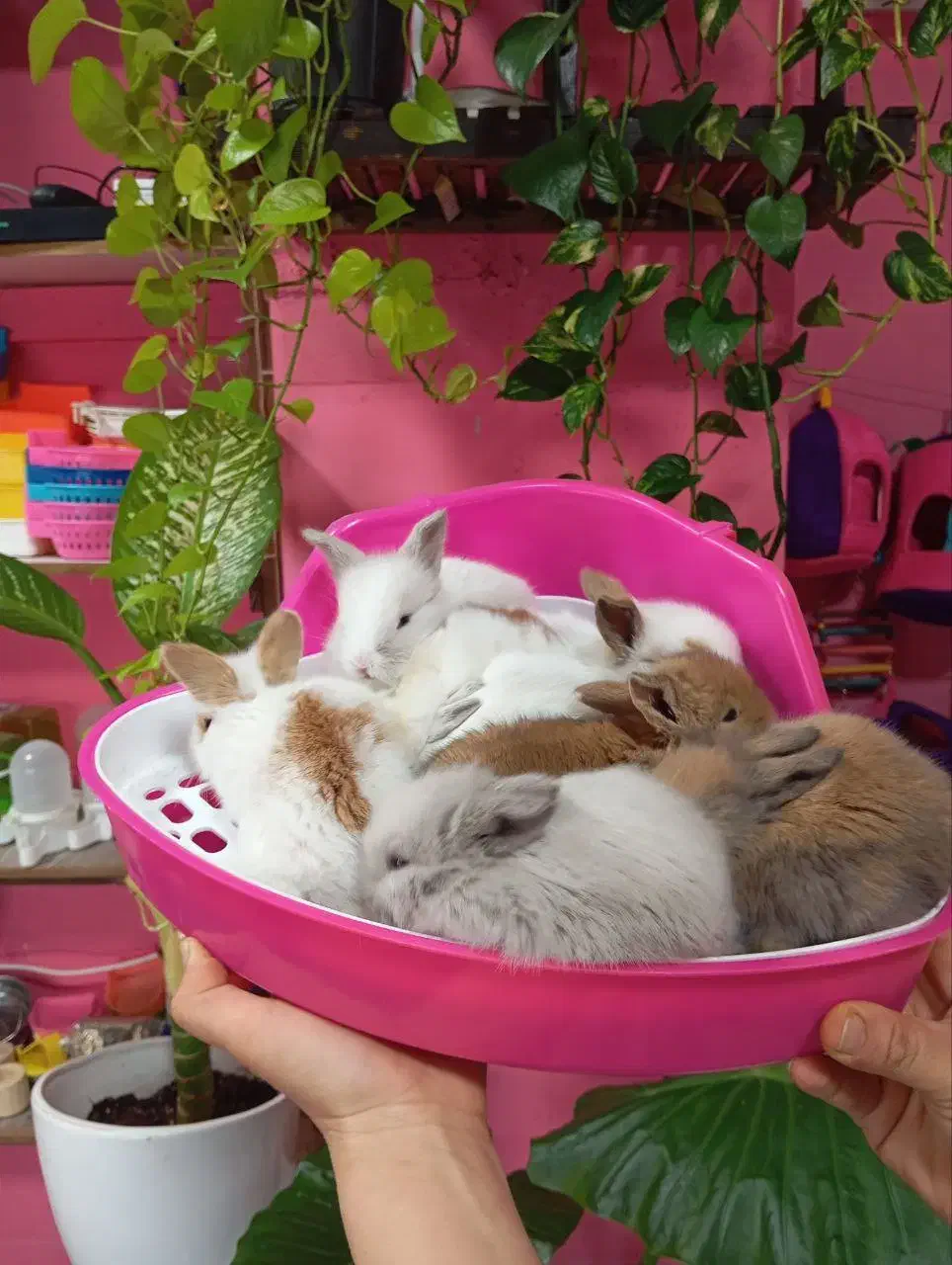 خرگوش لوپ لپ ناز و زیبا|موش و خرگوش|محمودآباد, |دیوار