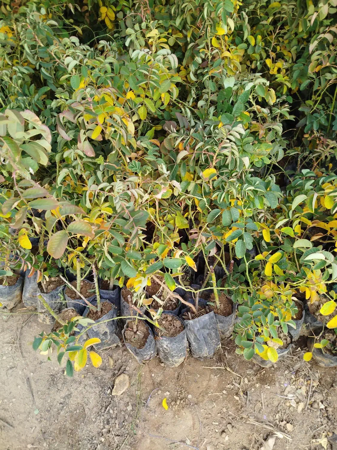 فروش نهال گلدانی گل محمدی|گل و گیاه طبیعی|چادگان, |دیوار