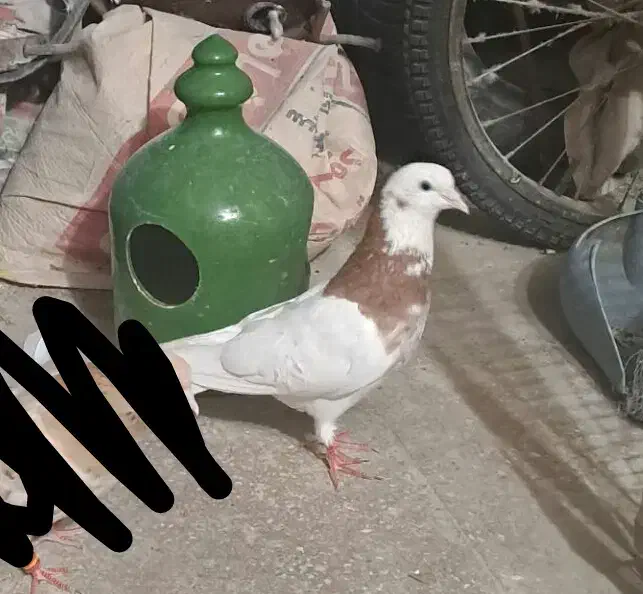 چهارتا ماده ی نر طوقی|پرنده|قرچک, باقرآباد|دیوار