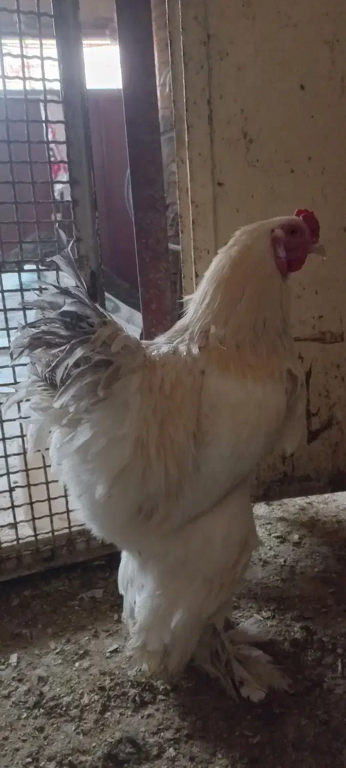 برهما لایت ( مرغ وخروس )|حیوانات مزرعه|قم, نخودی|دیوار